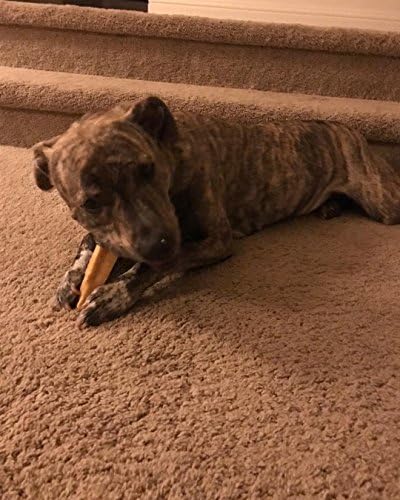 100% Natural Premium Himalayan Yak Milk Dog Chews - Long-Lasting, Digestible - Odor & Stain-Free - Gluten & GMO-Free - for Medium to Large Dogs