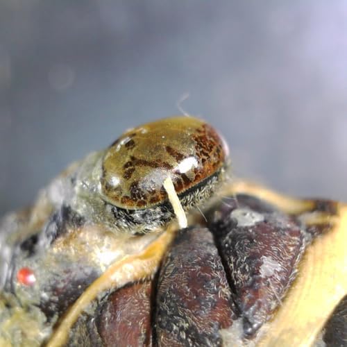 12mm USB Microscope/Camera: 200x Zoom, HD Resolution, 8 LED | Professional Scope - Hobbyists, Scientists, Engineers, Students | Coins, PCBs, Watches, Insects, Plants - Scope Only