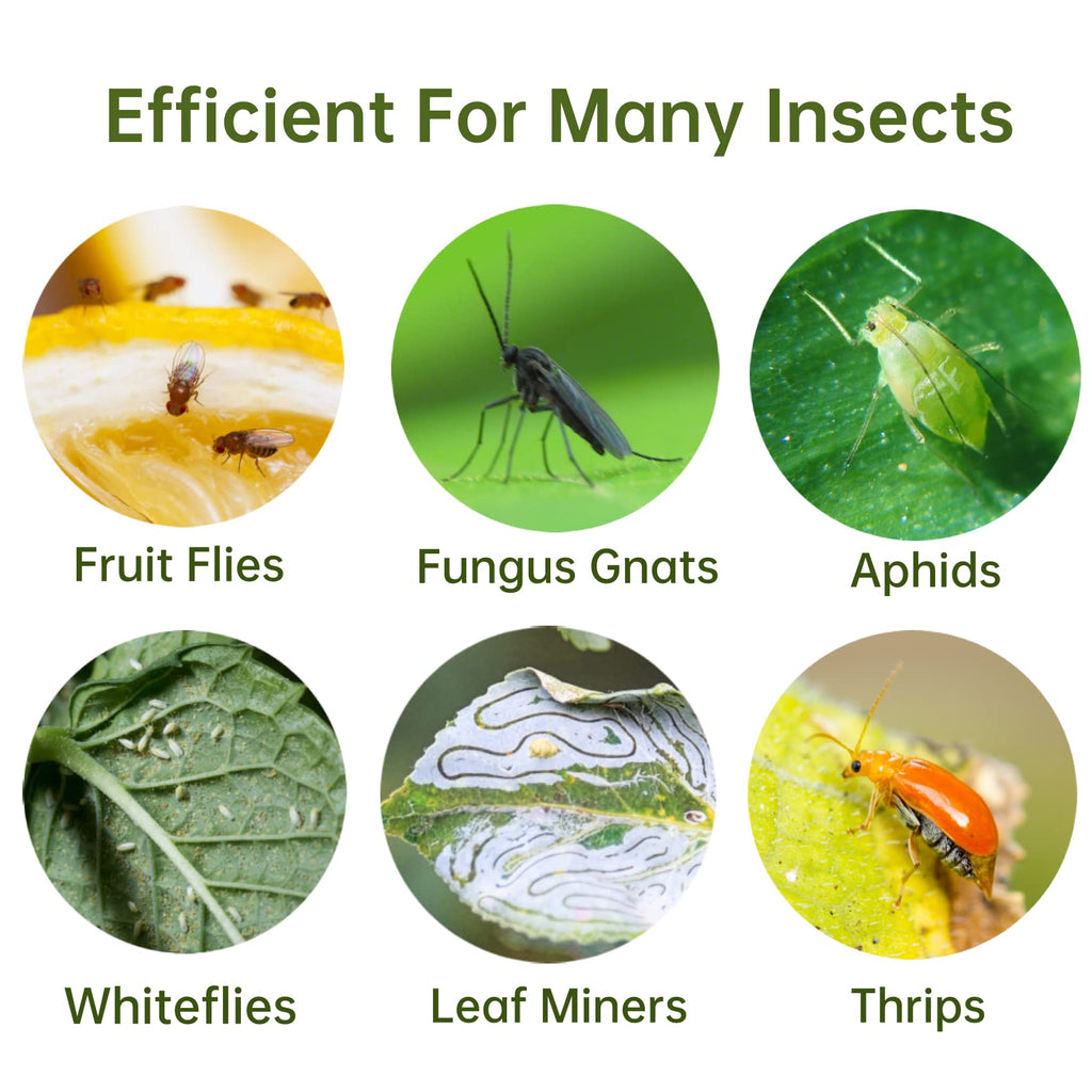 120 Pack Yellow Sticky Traps for Gnats, Fungus Gnat Sticky Trap Fruit Fly Traps Plant Flies Killer, House Plant Fungus Gnat Killer Outdoor Bug Gnat Sticky Traps Indoor