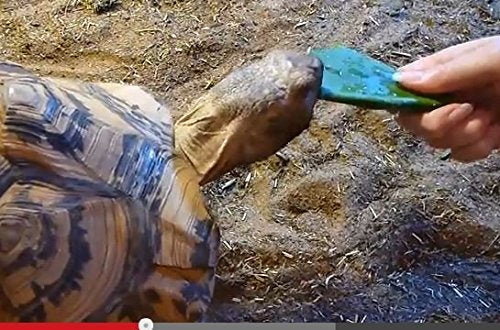 12-Oz Fresh Tortoise Turtle Iguana Reptile Super Food Spineless Opuntia Prickly Pear Cactus