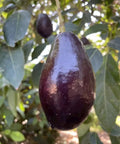 Grafted Mexicola Grande Avocado Tree 2-4FT tall, Cold Hardy. We ship TO ALL STATES