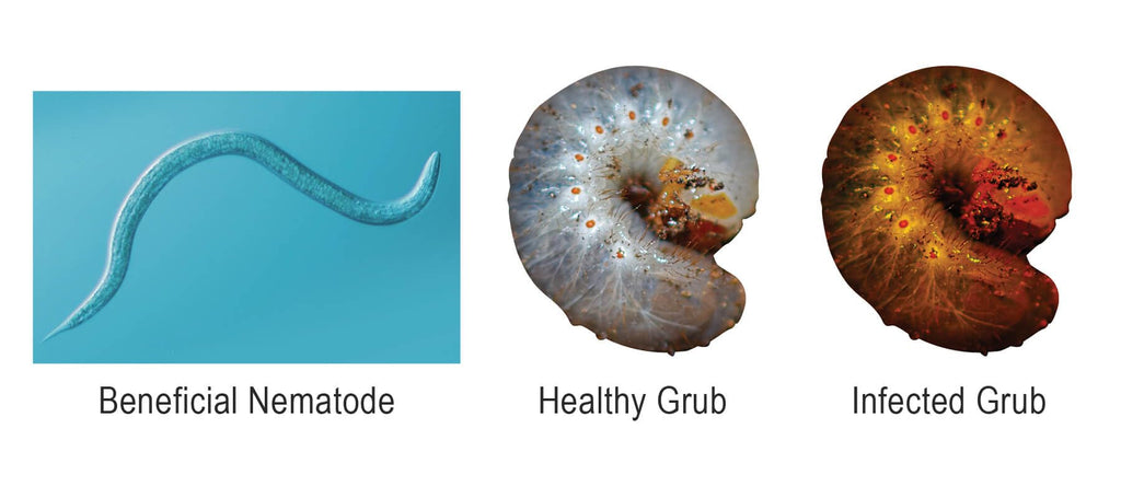 10 Million Live Beneficial Nematodes Hb & Sf - Kills Over 200 Different Species of Soil Dwelling and Wood Boring Insects.