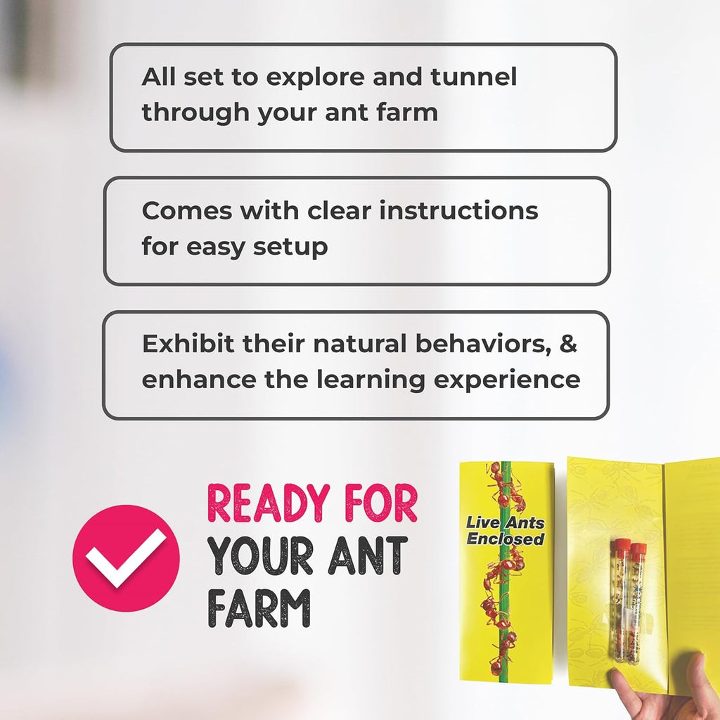 1 Tube Live Ant Farm Ants Plus Ant Food-Bundle