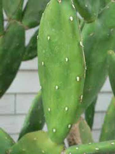 12-Oz Fresh Tortoise Turtle Iguana Reptile Super Food Spineless Opuntia Prickly Pear Cactus