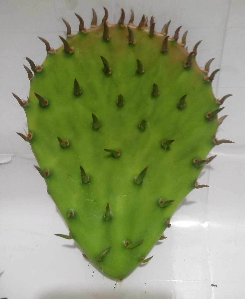 12 Oz FRESH Tortoise Turtle Iguana Reptile SUPER FOOD Spineless Opuntia Prickly Pear Cactus