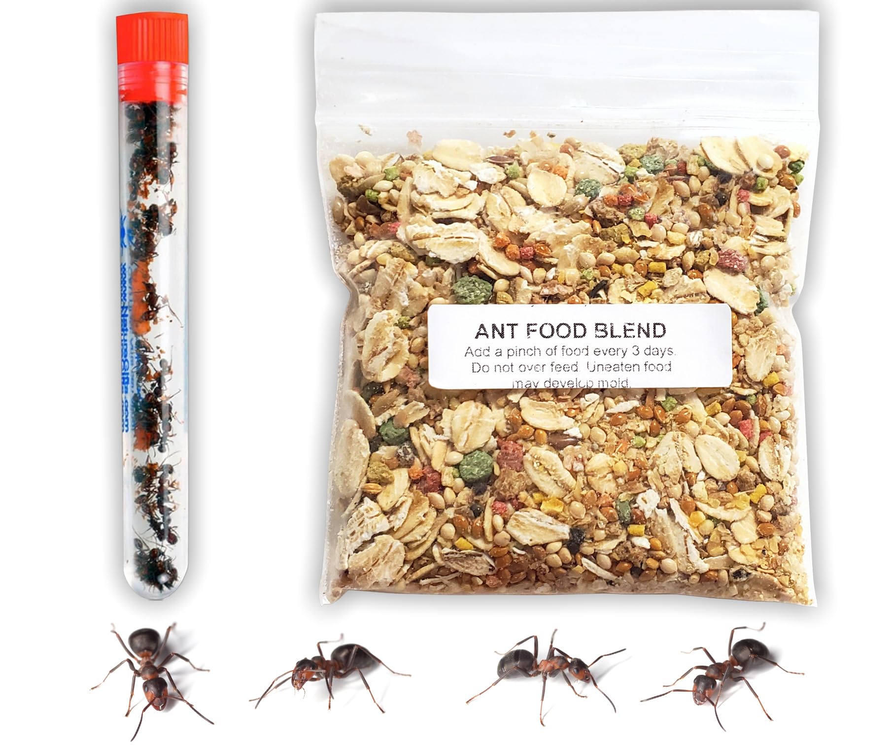 1 Tube Live Ant Farm Ants Plus Ant Food-Bundle