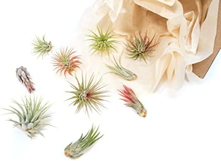 12 Pack Assorted Ionantha Air Plants - Wholesale and Bulk - Succulents - Live Tillandsia - Easy Care Indoor and Outdoor House Plants