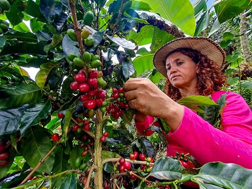 (6-pack) Cafe Don Pedro American Roast Naturally Low Acid Coffee - Large Can for Coffee Lovers with Sensitive Stomachs - Delicious, Smooth Flavor, Medium Roast Stone Ground Coffee total of 12.94 lbs of Reduced Acidity Coffee
