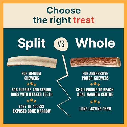 100% Natural - Antlers For Dogs - Elk Antlers for Very Large Dogs - Naturally Shed in USA - Grade A Dog Antler Chews - Dog Chews - Natural, Long-Lasting Treats for Aggressive Chewers - Extra Large